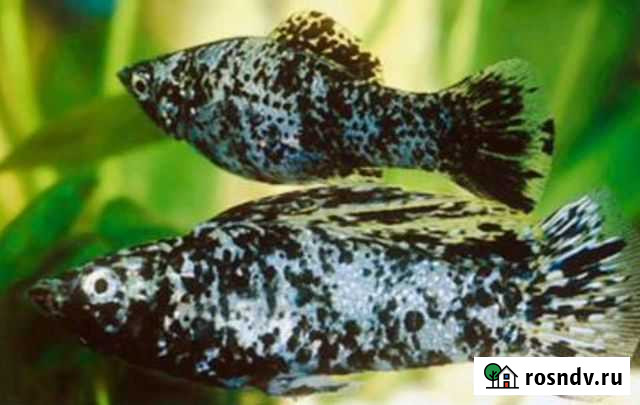 Молинезии Белгород - изображение 1