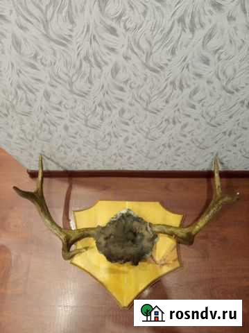 Рога Белогорск - изображение 1