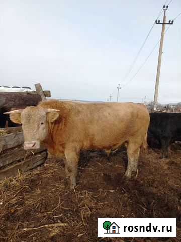 Быки 2.5-3 года 48 головы Кардоникская - изображение 1