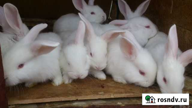 Крольчата Хабаровск - изображение 1