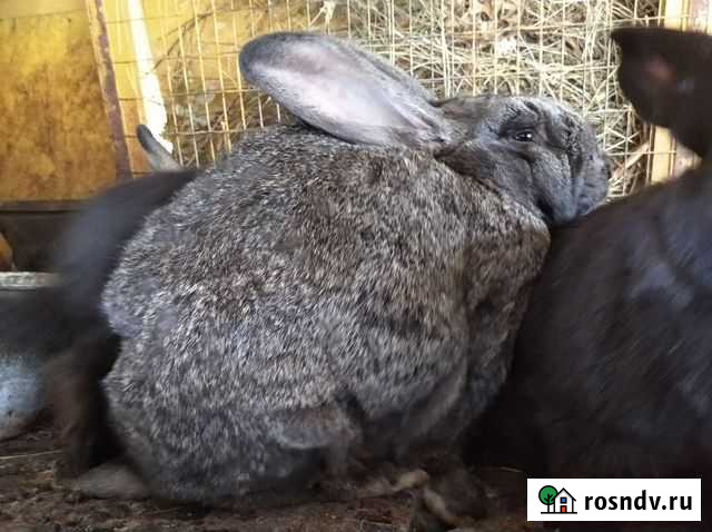 Кролики Бийск - изображение 1