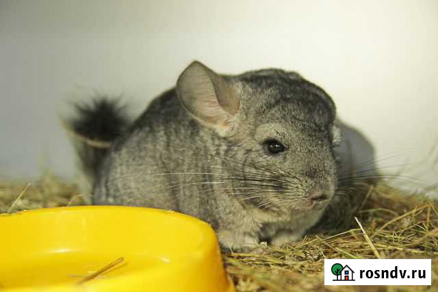 Шиншилла, хомячки, морские свинки, крысы Ракитное - изображение 1