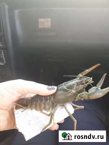 Раки живые в розницу Сергиев Посад - изображение 1