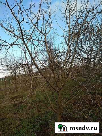 Обрезка деревьев качественно Нальчик - изображение 1