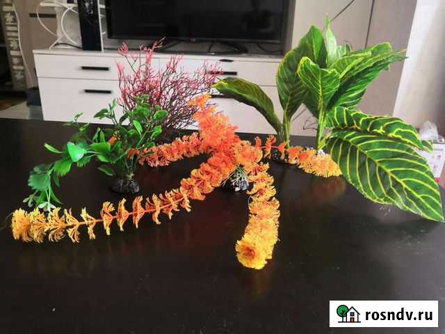 Растения для аквариума Нефтекамск - изображение 1