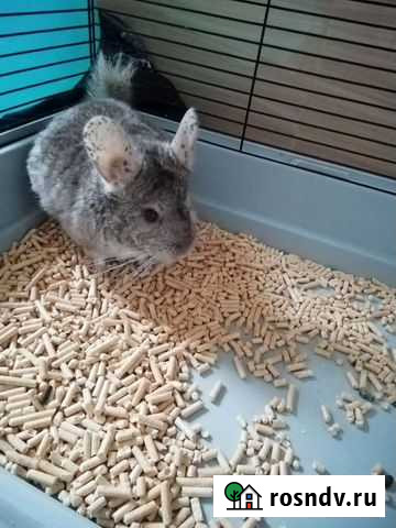 Шиншилла Шебекино - изображение 1