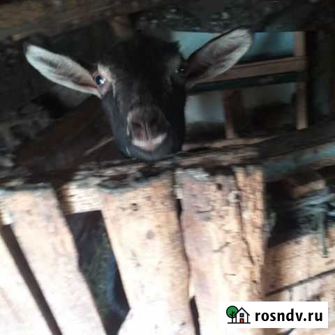 Коза Тербуны - изображение 1