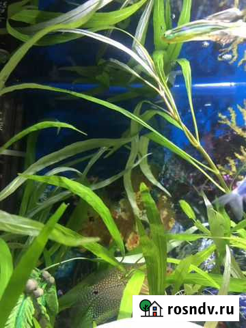 Растение в аквариум «Лимонник»(узколистный) Клин - изображение 1