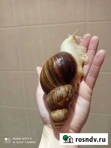 Улитка ахатина Казань - изображение 1