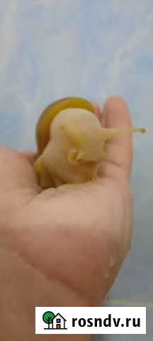 Ахатина африканская альбинос Москва - изображение 1