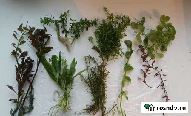 Аквариумные растения Оренбург - изображение 1