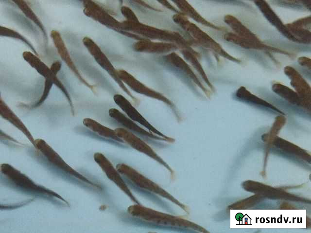 Малек форели Волгоград - изображение 1