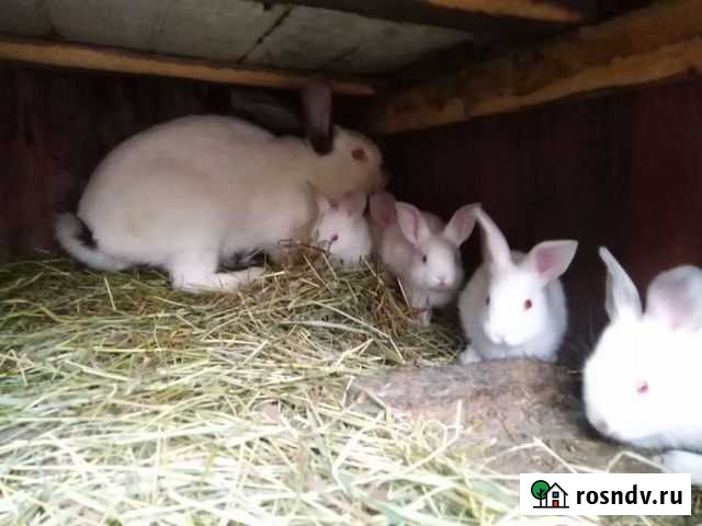 Крольчата Майкоп - изображение 1