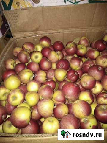 Яблоки Сызрань - изображение 1