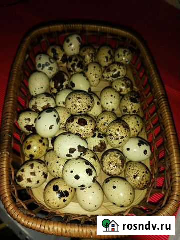Яйца перепелиные Арск - изображение 1
