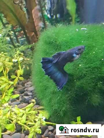 Рыбки гуппи чистая линия Балашиха - изображение 1