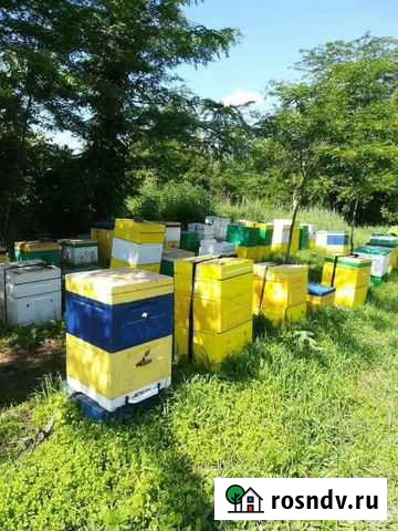 Настоящий м?д 2021 года 100 Новокубанск - изображение 1