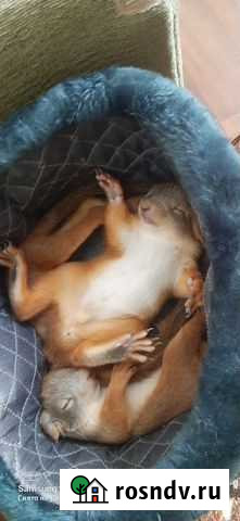 Ручные бельчата Краснодар - изображение 1