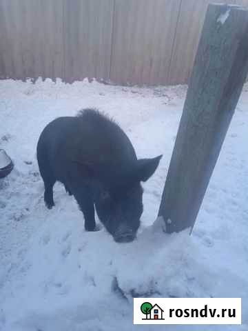 Вьетнамский вислобрюхий с кармалом Вихоревка - изображение 1