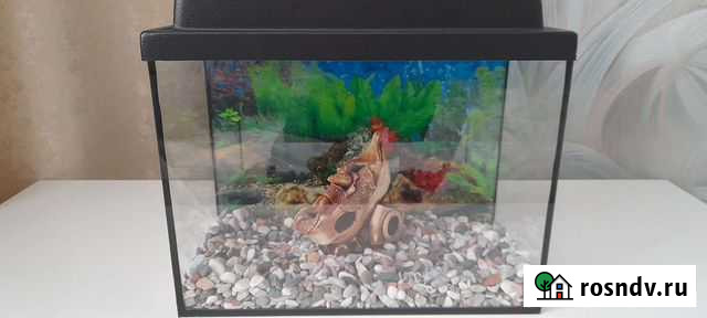 Аквариум Прокопьевск - изображение 1