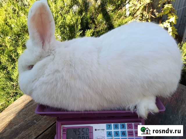 Кролики на племя Ростов-на-Дону - изображение 1