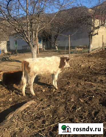 Телята, бычки Карачаевск - изображение 1