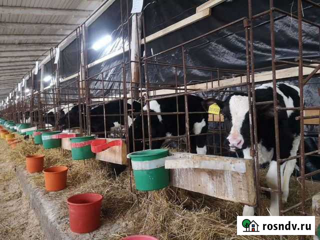 Бычки телки Шихазаны - изображение 1