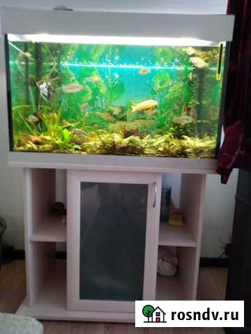 Аквариум Железногорск-Илимский - изображение 1