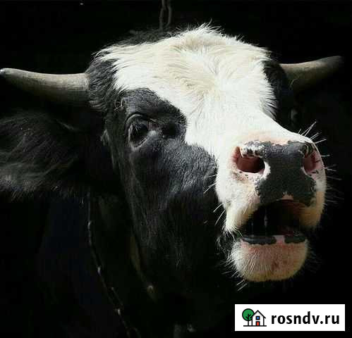 Натуральное деревенское мясо Арти - изображение 1