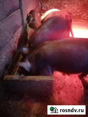 Поросятки Обоянь - изображение 1