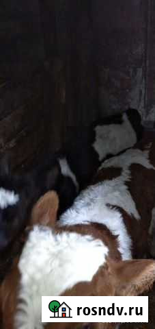 Бык и телочки Бобровка - изображение 1