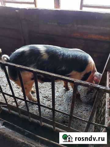 Продам хряка Новобатайск - изображение 1