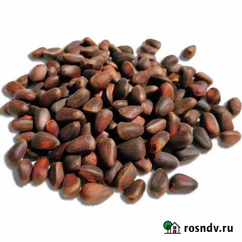 Орех кедровый Югорск - изображение 1