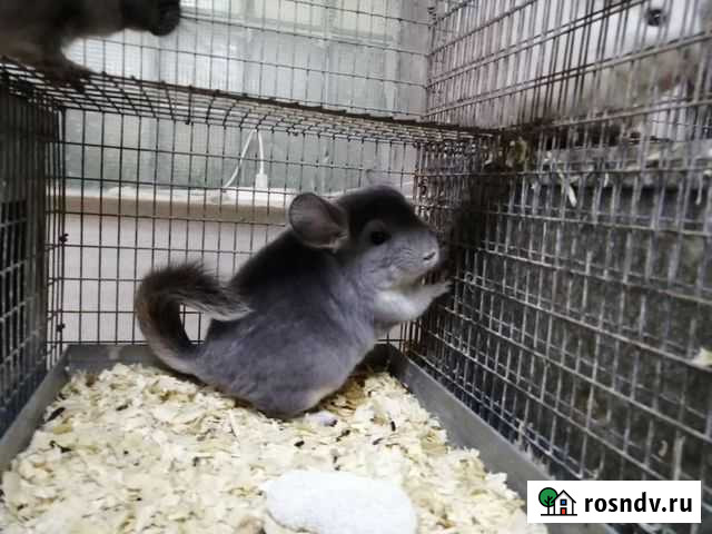 Шиншиллы Смоленск - изображение 1