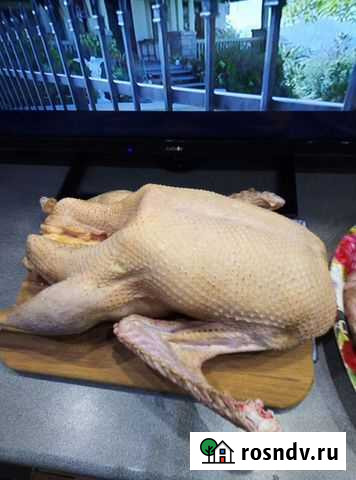 Мясо уток Лениногорск - изображение 1