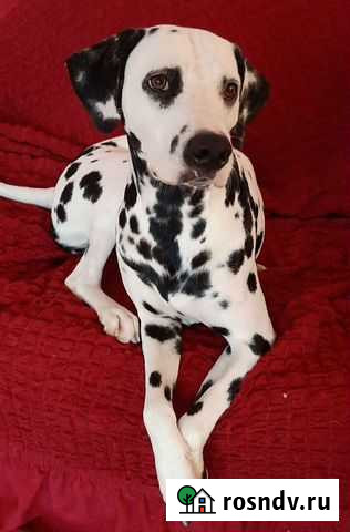 Долматин для фотосесии Сочи - изображение 1