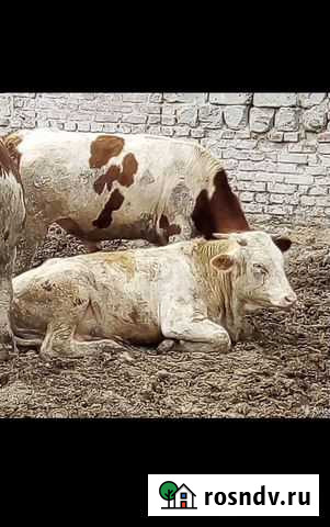 Быки на мясо Белгород - изображение 1