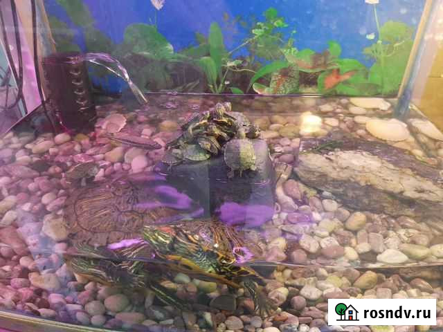 Черепаха красноухая Новосибирск - изображение 1