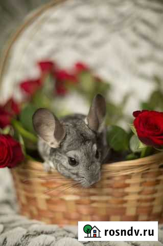 Шиншилла Нижний Новгород - изображение 1