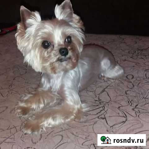 Стрижка животных в деревне Лупполово Сертолово - изображение 1