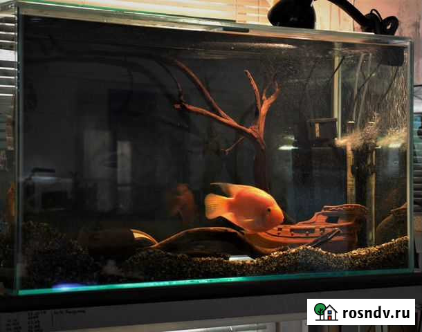 Аквариумы Кировск - изображение 1