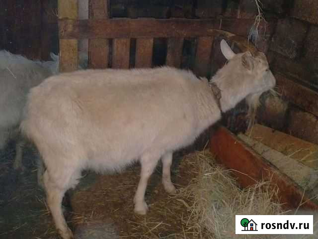 Коза Тула - изображение 1