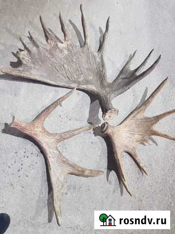 Рога лося и марала Боготол - изображение 1