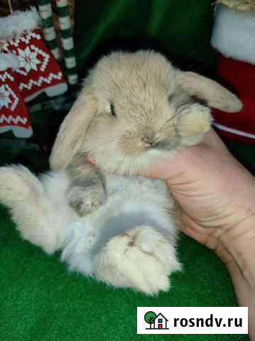 Карликовый декоративный кролик Тула - изображение 1