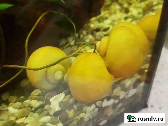 Улитки аквариумные Набережные Челны - изображение 1