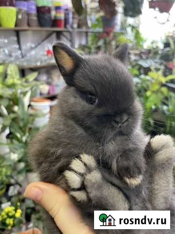 Дукоротивный (карликовый) кролик Шахты - изображение 1