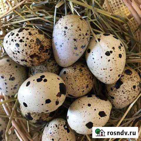 Мясо и Яйца перепелиные Камышин