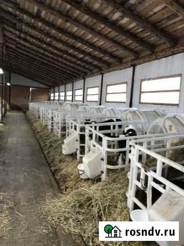 Бычки Туймазы - изображение 1