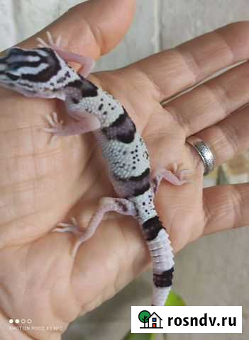 Иранские эублефары Москва - изображение 1