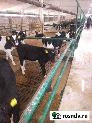 Телята мясной породы бычки Ефремов - изображение 1